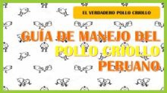 Guia de crianza de pollo