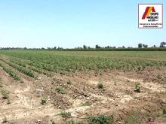  VENTA DE PARCELA DE TIERRA AGRÍCOLA 4.58 HAS EN CAUCATO PISCO
