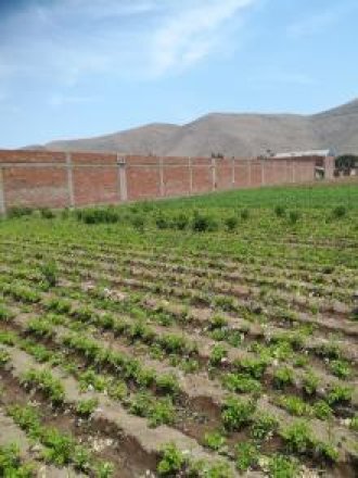 ALQUILO TERRENO 25000 m2 EX FDO CHUQUITANTA - SMP
