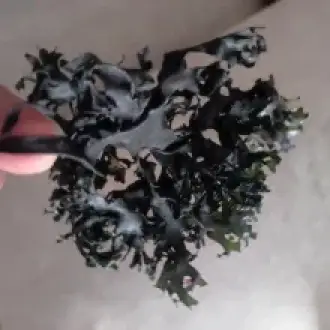 Algas marinas peruvian seaweed peru