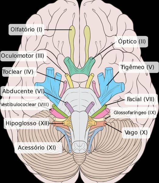 TERAPIA FISICA EN NEUROREHABILITACION ACV -PARKINSON