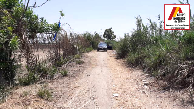 VENDO TERRENO AGRICOLA 5.5 HAS SAN JOSE EL CARMEN - CHINCHA CHINCHA BAJA