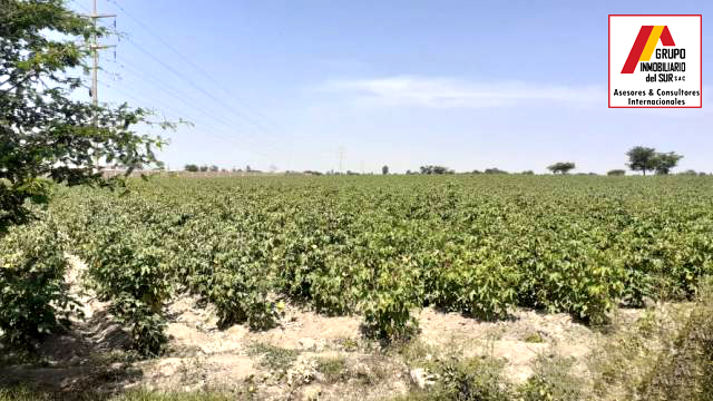 VENTA DE TERRENO AGRICOLA EN INDEPENDENCIA - PISCO PISCO