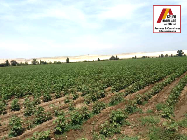 VENTA DE TERRENO PARA CASAS DE CAMPO Y PLAYA PISCO