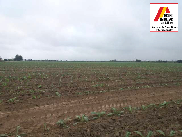 VENTA DE TERRENOS AGRÍCOLAS EN LURINCHINCHA CHINCHA ALTA