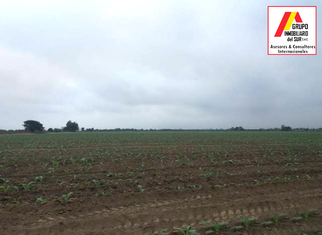 VENTA DE TERRENOS AGRÍCOLAS EN LURINCHINCHA CHINCHA ALTA