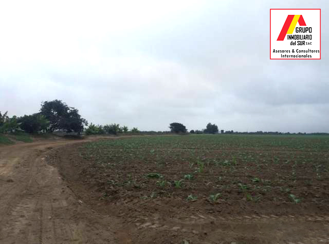 VENTA DE TERRENOS AGRÍCOLAS EN LURINCHINCHA CHINCHA ALTA