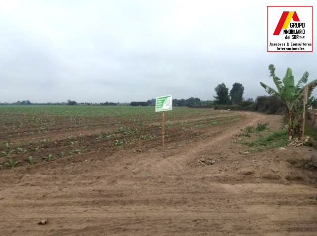 VENTA DE TERRENOS AGRÍCOLAS EN LURINCHINCHA CHINCHA ALTA