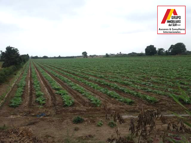 TERRENO RURAL EN CHINCHA EN VENTA HOJA REDONDA - CHINCHA 4.124