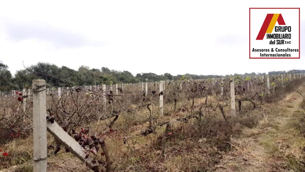 VENDO 4.25 HAS EN RONCEROS ALTO EL CARMEN - CHINCHA RONCEROS ALTO