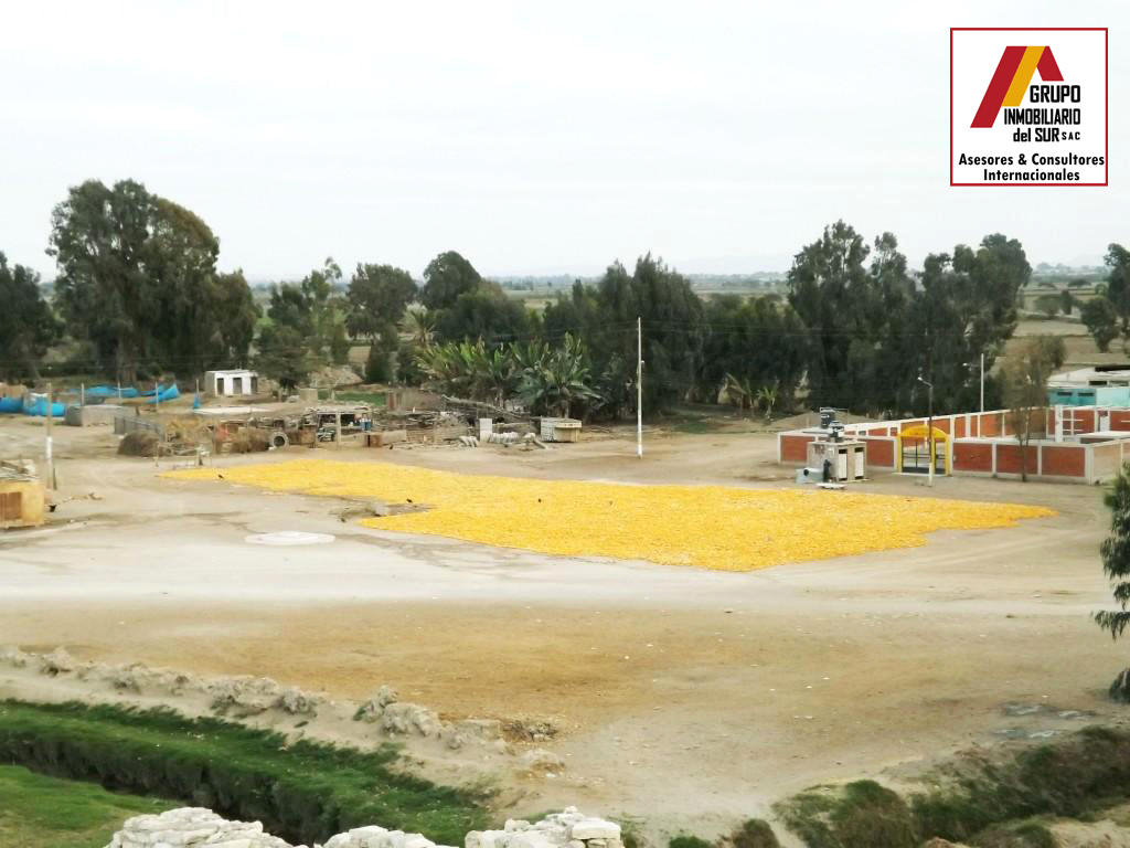  VENTA DE TERRENO 12 HA. EN SAN CLEMENTE - PISCO CHINCHA