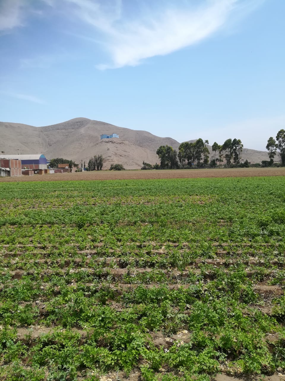 ALQUILO TERRENO 25000 m2 EX FDO CHUQUITANTA - SMP