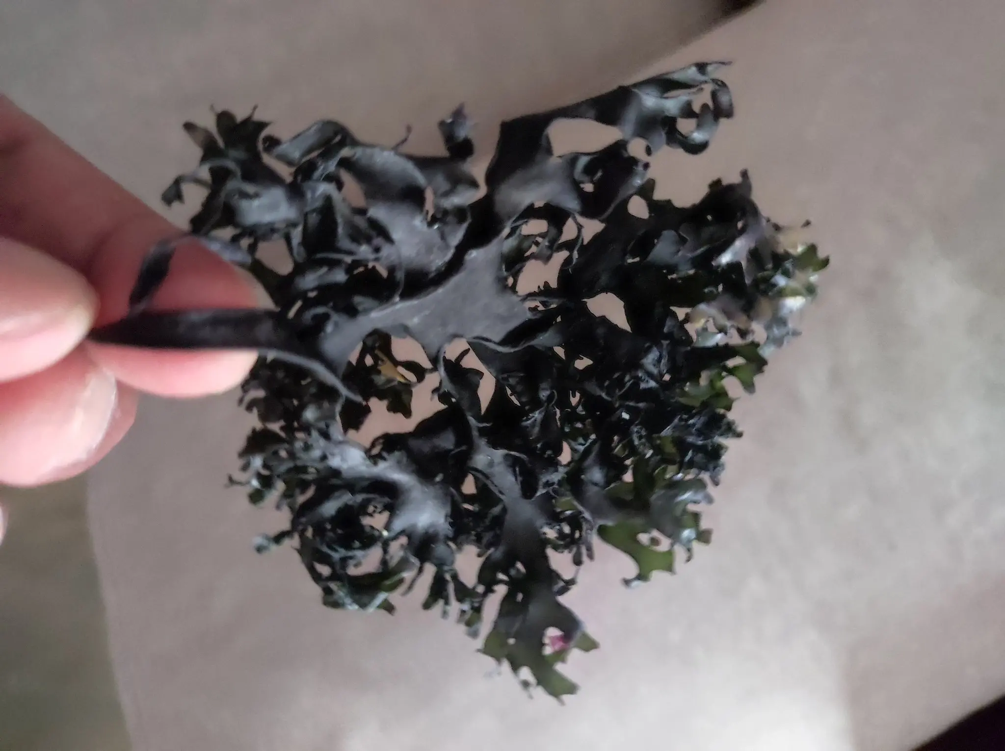 seaweed peruvian algas marinas peruvian