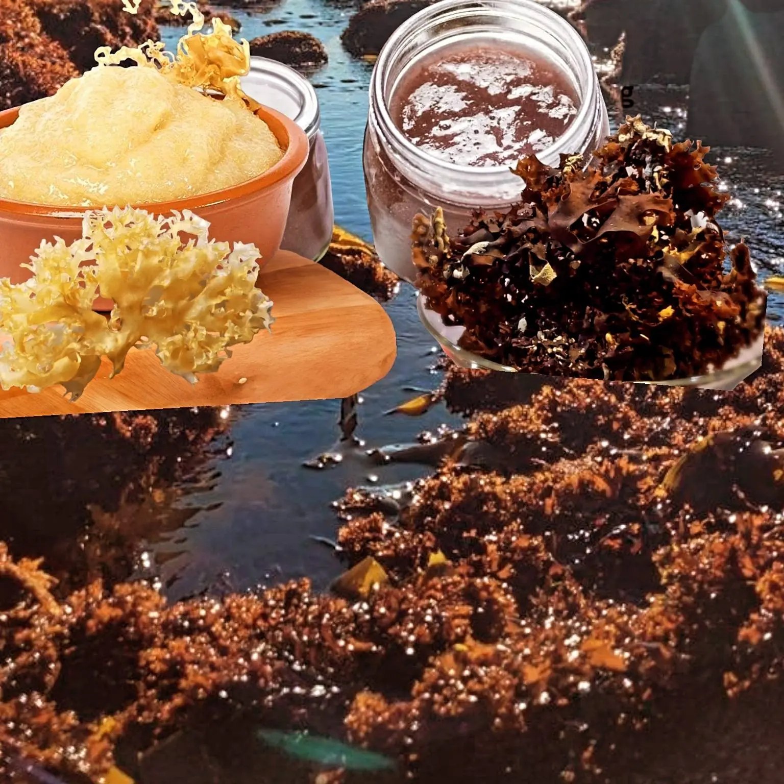 Algas marinas peruvian seaweed peru