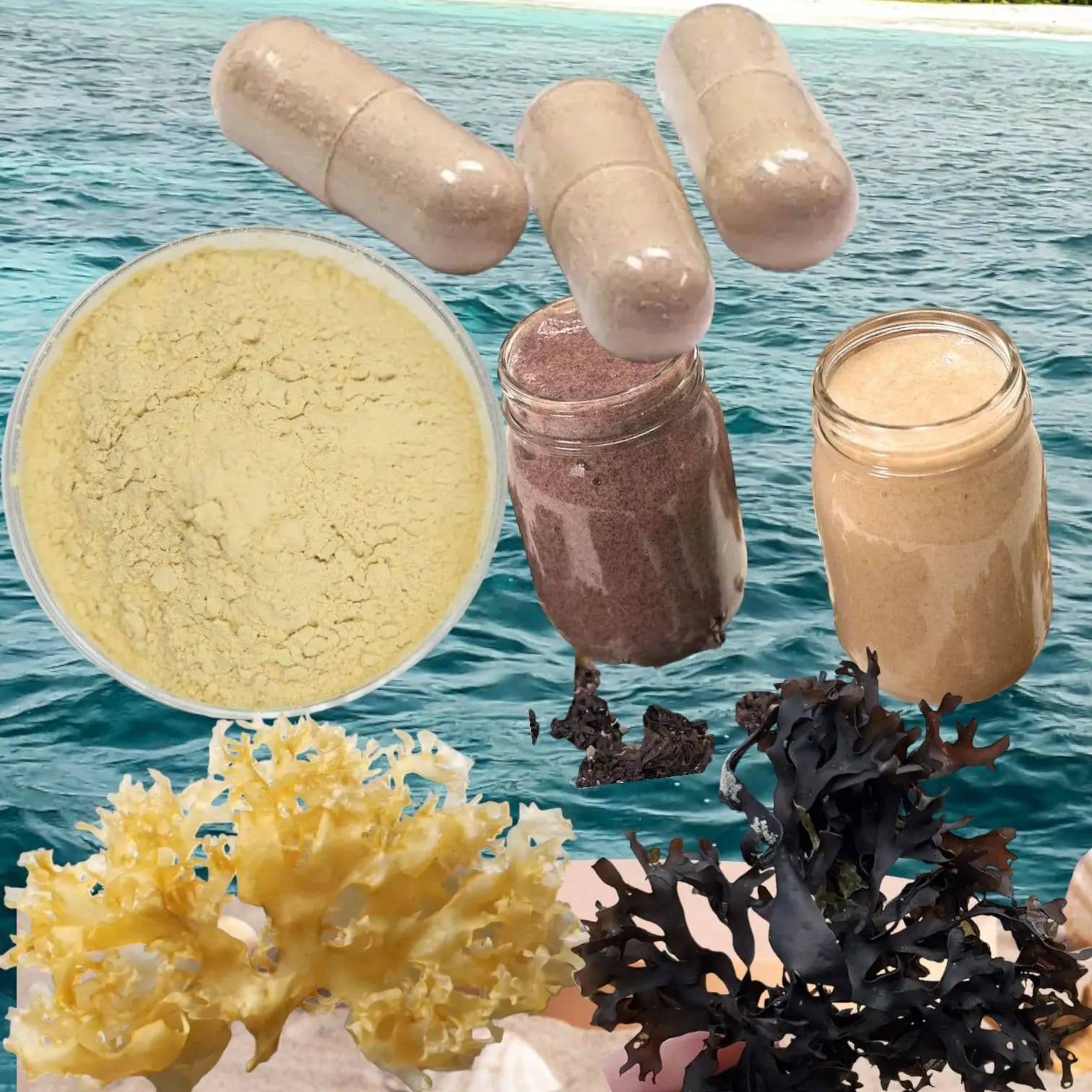 Algas marinas peruvian seaweed peru