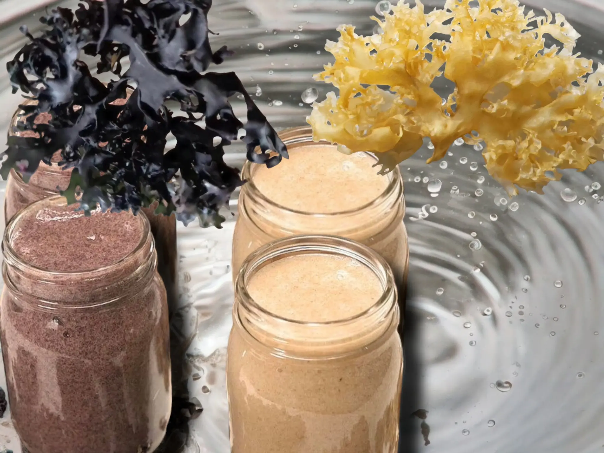 Algas marinas peruvian seaweed peru