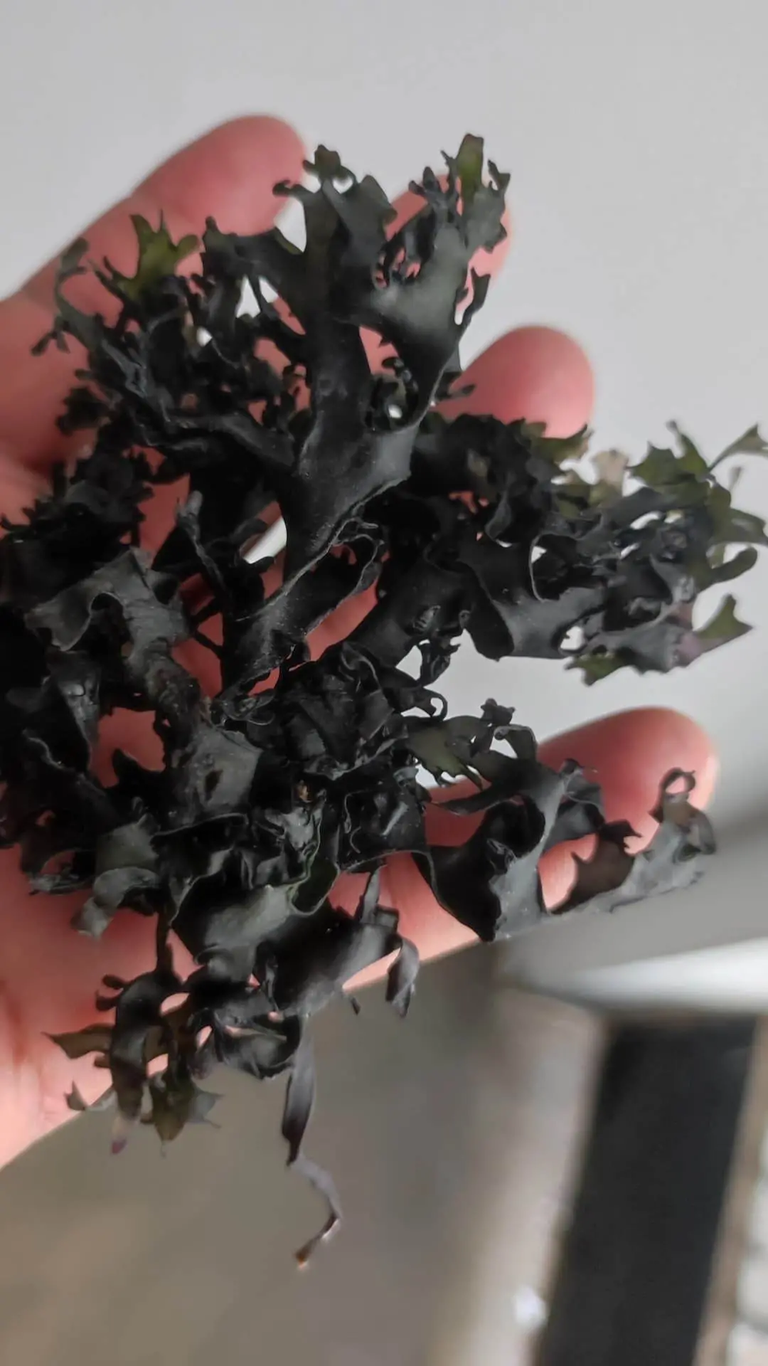 Algas marinas peruvian seaweed peru