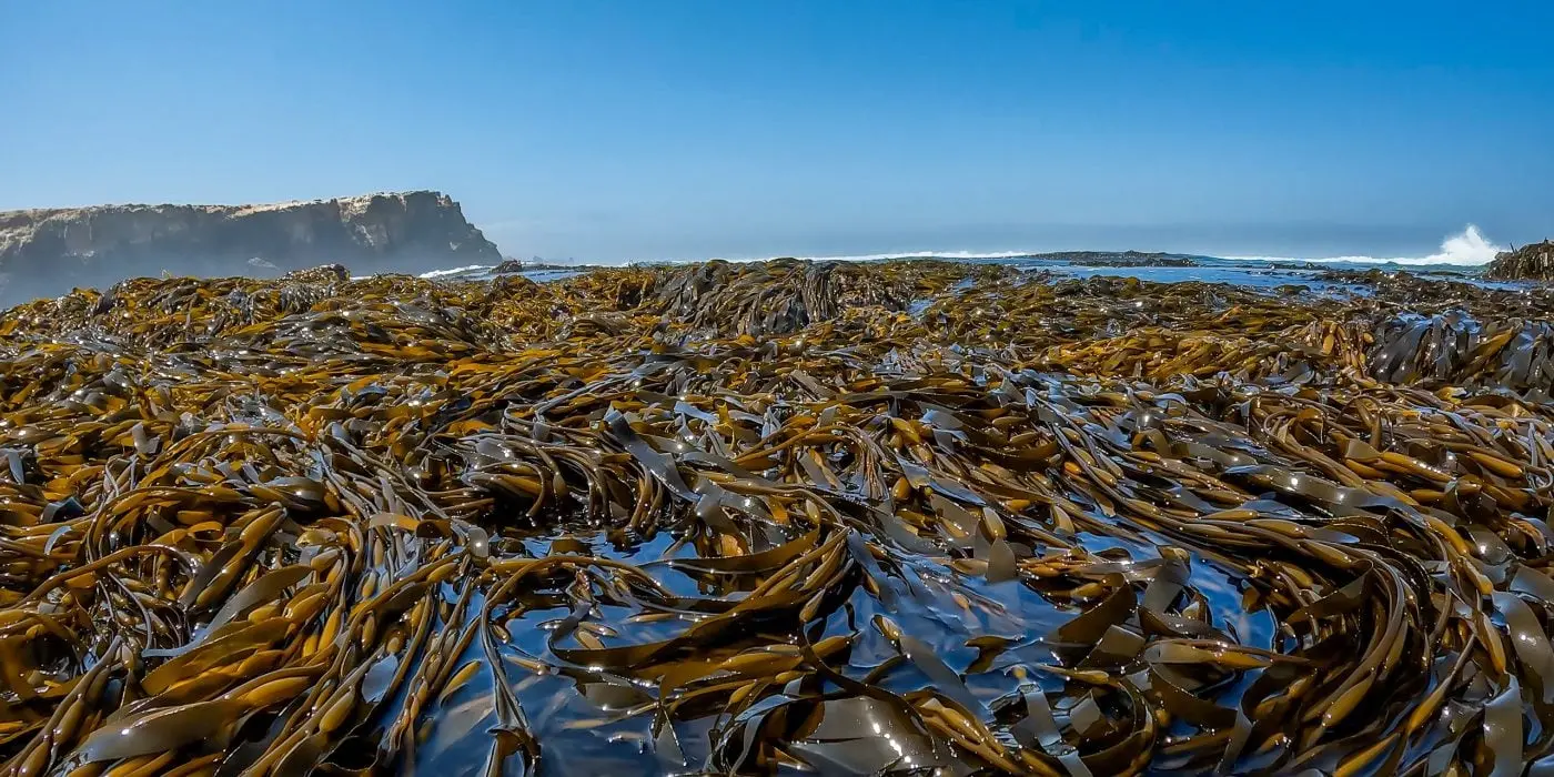 Seaweed peruvian export-algas marinas peru
