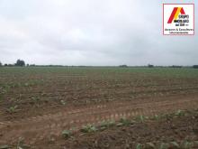 VENTA DE TERRENOS AGRÍCOLAS EN LURINCHINCHA CHINCHA ALTA